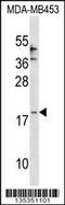 C-C Motif Chemokine Ligand 25 antibody, 58-288, ProSci, Western Blot image 