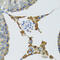 Phospholipase A2 Group IID antibody, 22-408, ProSci, Immunohistochemistry paraffin image 