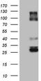 VSIG3 antibody, TA803762, Origene, Western Blot image 