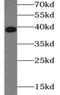 NF-kappa-B inhibitor alpha antibody, FNab04196, FineTest, Western Blot image 