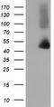 Zonulin antibody, TA501813, Origene, Western Blot image 