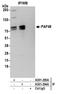 ASE-1 antibody, A301-294A, Bethyl Labs, Immunoprecipitation image 