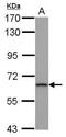 Zinc Finger Protein 416 antibody, PA5-31950, Invitrogen Antibodies, Western Blot image 