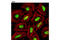 Histone Cluster 1 H2A Family Member M antibody, 12349S, Cell Signaling Technology, Immunofluorescence image 