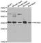 Protein Kinase AMP-Activated Non-Catalytic Subunit Beta 2 antibody, orb247703, Biorbyt, Western Blot image 