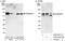 RAB Guanine Nucleotide Exchange Factor 1 antibody, A302-921A, Bethyl Labs, Western Blot image 
