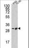 BCL2 Like 11 antibody, LS-B10712, Lifespan Biosciences, Western Blot image 