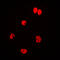 Lamin A/C antibody, LS-C352469, Lifespan Biosciences, Immunofluorescence image 