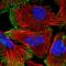 Neogenin 1 antibody, HPA027806, Atlas Antibodies, Immunofluorescence image 
