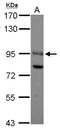 SRY-Box 13 antibody, NBP2-20455, Novus Biologicals, Western Blot image 