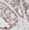 TRNA Methyltransferase 1 antibody, FNab09004, FineTest, Immunohistochemistry frozen image 