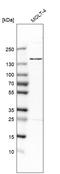 Structural Maintenance Of Chromosomes 5 antibody, HPA054900, Atlas Antibodies, Western Blot image 