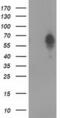 Bestrophin-3 antibody, MA5-25353, Invitrogen Antibodies, Western Blot image 