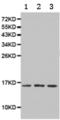 ISG15 Ubiquitin Like Modifier antibody, TA322671, Origene, Western Blot image 