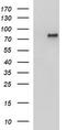 Angiomotin antibody, M04170-1, Boster Biological Technology, Western Blot image 