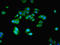 Nanos C2HC-Type Zinc Finger 2 antibody, LS-C396880, Lifespan Biosciences, Immunofluorescence image 