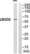 UBX Domain Protein 11 antibody, TA315980, Origene, Western Blot image 