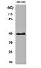 Cytochrome P450 Family 11 Subfamily B Member 1 antibody, orb160642, Biorbyt, Western Blot image 