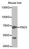 Dimethylaniline monooxygenase [N-oxide-forming] 3 antibody, TA332456, Origene, Western Blot image 