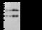 ATP Synthase F1 Subunit Beta antibody, 104727-T40, Sino Biological, Western Blot image 