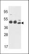 Keratin 18 antibody, MBS9206634, MyBioSource, Western Blot image 