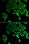 TSC22 Domain Family Member 3 antibody, LS-C334944, Lifespan Biosciences, Immunofluorescence image 