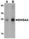 Shisa Family Member 4 antibody, TA320115, Origene, Western Blot image 