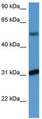 WD Repeat Domain 83 antibody, TA342936, Origene, Western Blot image 