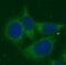Pantothenate kinase 2, mitochondrial antibody, FNab06134, FineTest, Immunofluorescence image 