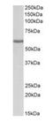 Fibrinogen Beta Chain antibody, orb178377, Biorbyt, Western Blot image 