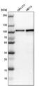 Eukaryotic Translation Initiation Factor 4 Gamma 2 antibody, PA5-53526, Invitrogen Antibodies, Western Blot image 