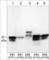 Microtubule Associated Protein RP/EB Family Member 3 antibody, EM5091, ECM Biosciences, Western Blot image 
