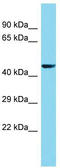 Family With Sequence Similarity 222 Member A antibody, TA333599, Origene, Western Blot image 