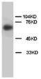 Lamin B1 antibody, AP23277PU-N, Origene, Western Blot image 