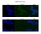 Centromere protein N antibody, NBP1-79664, Novus Biologicals, Immunofluorescence image 