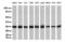 GAPDH antibody, TA802519, Origene, Western Blot image 