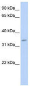 Tenomodulin antibody, TA338486, Origene, Western Blot image 