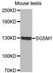 Small G Protein Signaling Modulator 1 antibody, abx002557, Abbexa, Western Blot image 