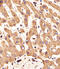 FGFR-2 antibody, MBS9208263, MyBioSource, Immunohistochemistry paraffin image 