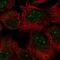 Gon-4 Like antibody, NBP2-56675, Novus Biologicals, Immunofluorescence image 