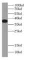 HSJ1 antibody, FNab02448, FineTest, Western Blot image 
