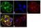 Alpha-1-antitrypsin antibody, MIA1101, Invitrogen Antibodies, Immunofluorescence image 