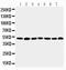 C-Terminal Binding Protein 1 antibody, LS-C312727, Lifespan Biosciences, Western Blot image 