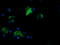 Fetal and adult testis-expressed transcript protein antibody, LS-C174203, Lifespan Biosciences, Immunofluorescence image 