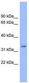 DDRGK domain-containing protein 1 antibody, TA338639, Origene, Western Blot image 
