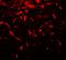 Fragile X mental retardation 1 protein antibody, LS-B10188, Lifespan Biosciences, Immunofluorescence image 