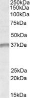 Undifferentiated Embryonic Cell Transcription Factor 1 antibody, EB09329, Everest Biotech, Western Blot image 