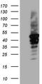 Cytohesin 4 antibody, TA811273, Origene, Western Blot image 