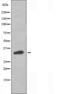 Neuromedin B Receptor antibody, orb227501, Biorbyt, Western Blot image 