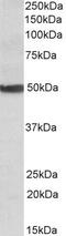 Cytochrome P450 Family 24 Subfamily A Member 1 antibody, PA5-19406, Invitrogen Antibodies, Western Blot image 
